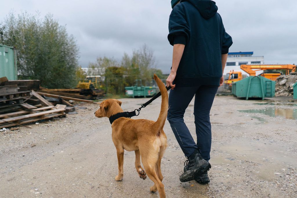 ** NEW** Security Strap WD (Non - Stop Dogwear) - SnowPaw Store - Non - Stop Dogwear - Dog Lead